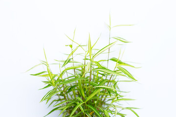 Green yellow plant in pot on white background. Top view of Thyrsostachys Siamensis Gamble or Cat bamboo