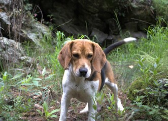 Hermosa perrita Beagle 