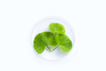 Fresh leaves of gotu kola in petri dishes on white background.