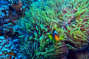 Fototapeta anemone fish, clown underwater orange fish sea background aquarium obraz