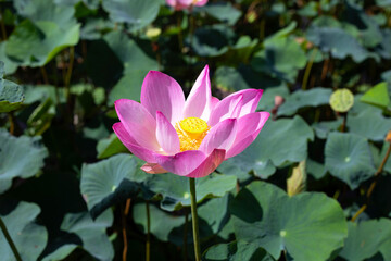 Pink lotus flower blooming in pond with green leaves