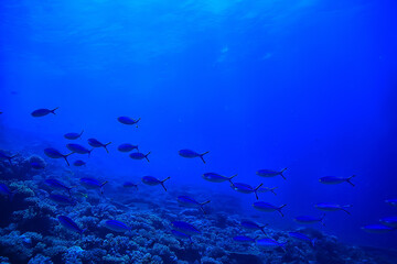 coral reef background, underwater marine life ecosystem ocean sea