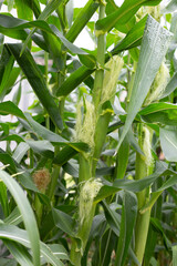 Young corn fruits on the corn field