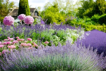 Cottage garden, flower bed in bloom, soft focus, late summer garden with lavender, calamint, wormwood, sage, globe thistle and verbena blooming in front of an old greenhouse, ornamental garden concept - obrazy, fototapety, plakaty