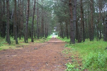 Caminata por hermoso bosque verde 