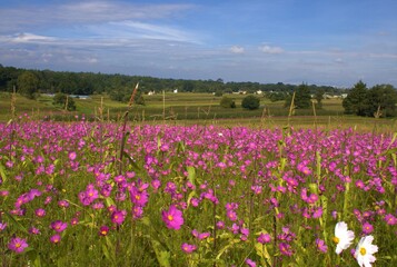 Campo de flores rosas 