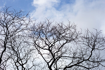Fototapeta na wymiar Dead branches tree silhouette with blue sky and cloud