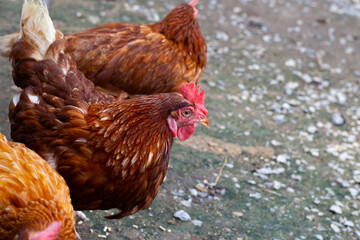 Hens in the chicken farm. Organic poultry house.