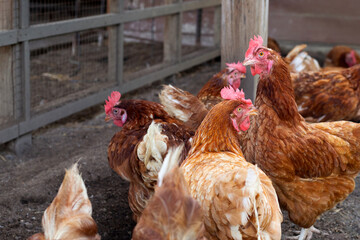 Hens in the chicken farm. Organic poultry house.
