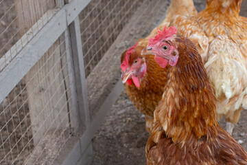 Hens in the chicken farm. Organic poultry house.
