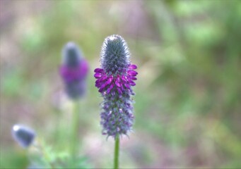 Hermosa flor colita de gato 