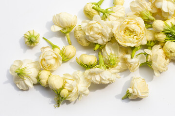 Obraz na płótnie Canvas Jasmine flower on white background.