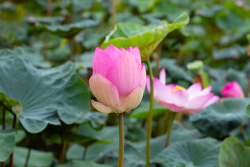 Fototapeta premium Pink lotus flower blooming in pond with green leaves