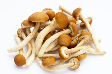 Yanagi Matsutake mushroom on white background.