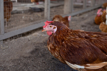 Hens in the chicken farm. Organic poultry house.