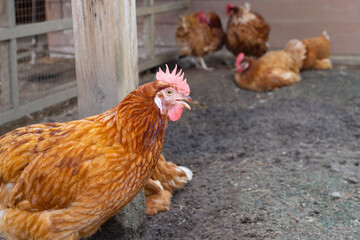 Hens in the chicken farm. Organic poultry house.