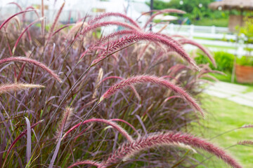 Fountain grass or pennisetum alopecuroides