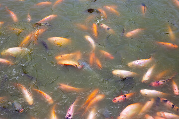 Obraz na płótnie Canvas Red tilapia fish in the pond
