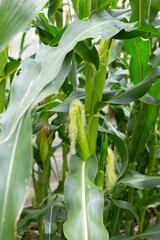 Obraz premium Young corn fruits on the corn field