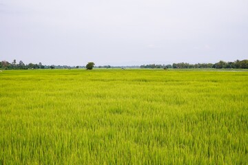 Fototapeta premium Green rice fields in the countryside in Thailand in the rainy season.
