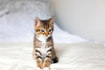 Sleepy cute kitten sitting on white bed at home.
