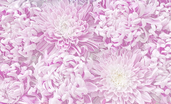 Relief of chrysanthemum flowers. Pink floral background. 3D illustration. 3D render