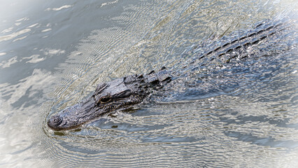 alligator in the swamp