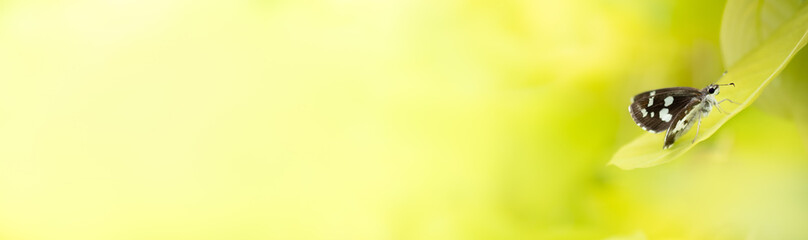 Fototapeta premium Close up Nature of butterfly of green leaf on blurred greenery background in garden. Natural green leaves plants used as spring cover page greenery environment ecology lime green wallpaper