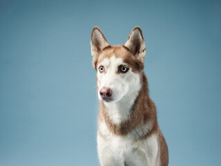 husky on a blue background. Beautiful dog in the studio