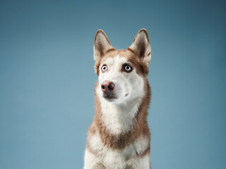 husky on a blue background. Beautiful dog in the studio