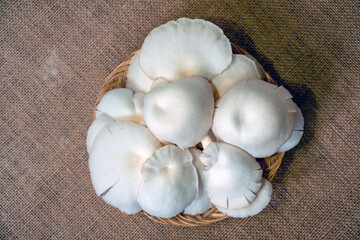 Close-up of oyster mushroom cultivation which is organic farming is increasingly popular with farmers, photos of oyster mushrooms have been harvested and placed in a plate before being packaged
