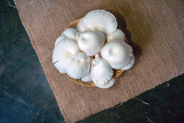 Close-up of oyster mushroom cultivation which is organic farming is increasingly popular with farmers, photos of oyster mushrooms have been harvested and placed in a plate before being packaged