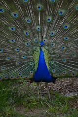 Obraz premium peacock with feathers out