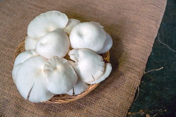 Close-up of oyster mushroom cultivation which is organic farming is increasingly popular with farmers, photos of oyster mushrooms have been harvested and placed in a plate before being packaged