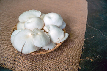 Close-up of oyster mushroom cultivation which is organic farming is increasingly popular with farmers, photos of oyster mushrooms have been harvested and placed in a plate before being packaged