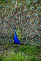 Naklejka premium peacock with feathers