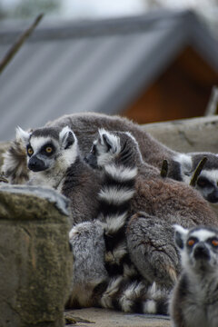 Ring Tailed Lemur