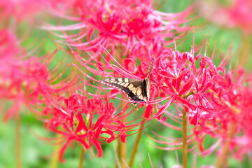 彼岸花の蜜を吸うアゲハ蝶