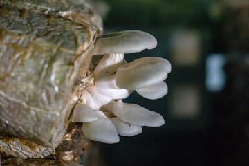 Close-up of oyster mushroom cultivation which is an organic farming increasingly favored by...