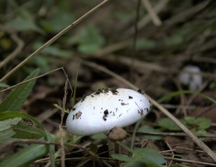 Hermoso Hongo Blanco 