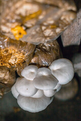 Close-up of oyster mushroom cultivation which is an organic farming increasingly favored by farmers, oyster mushrooms growing in sacks on wooden shelves