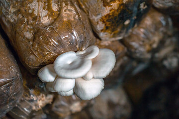 Close-up of oyster mushroom cultivation which is an organic farming increasingly favored by farmers, oyster mushrooms growing in sacks on wooden shelves