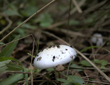 Hermoso Hongo Blanco 