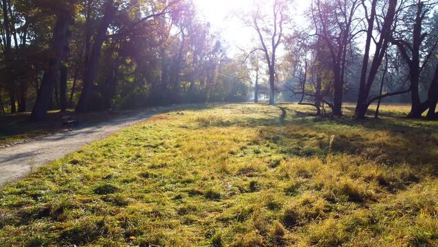 Move over dirt path, meadow with grass and trees with yellow leaves on sunny autumn day. Bright sun shining through the branches of trees. Autumn, fall season. Sunbeams. Beautiful natural background