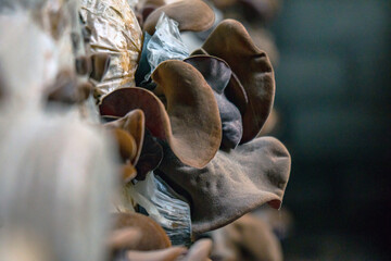 Close-up of red ear mushrooms that are still in the bag and have not been harvested, cultivation of...