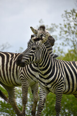 Fototapeta premium Zebra