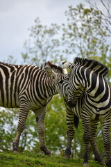 Zebras playing