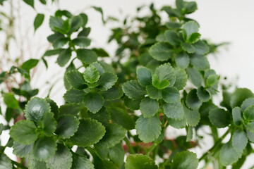 Kalanchoe flower without buds, actively growing greenery. Front view.