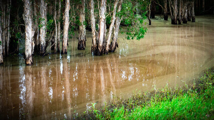 Tree in swamp