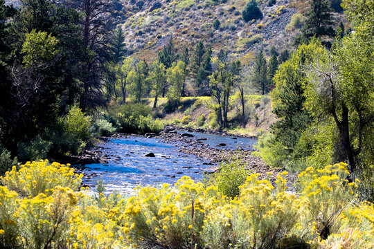 Beautiful view of the Cache La Poudre Wild and Scenic River in Colorado